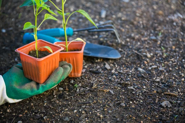 Plantar verduras en el jardín —  Fotos de Stock
