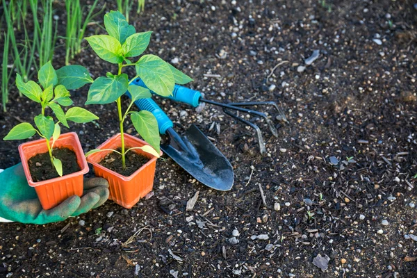 Plantation de légumes dans le jardin — Photo