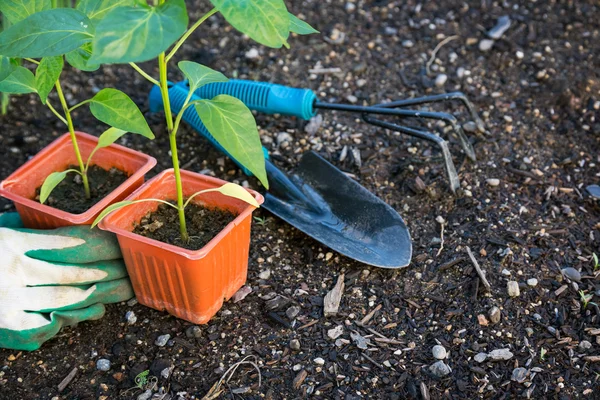 Plantar verduras en el jardín —  Fotos de Stock