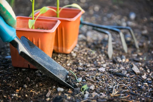 Plantar verduras en el jardín —  Fotos de Stock