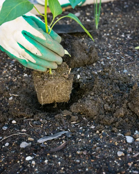 Plantera grönsaker i trädgården — Stockfoto