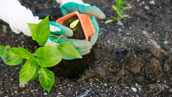 Plantation de légumes dans le jardin — Photo