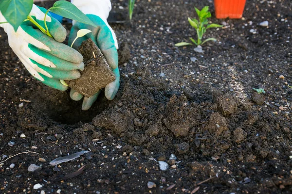 Plantar verduras en el jardín — Foto de Stock