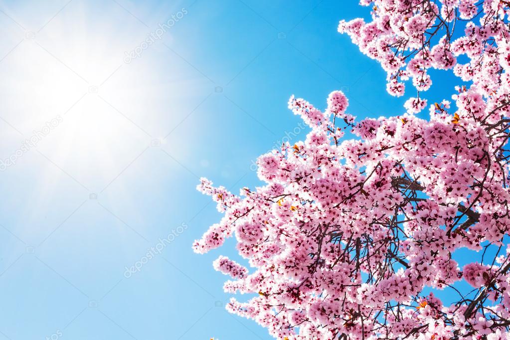 Spring tree with flowers