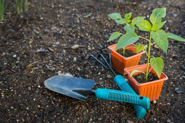 Sadzenia warzyw w ogrodzie — Zdjęcie stockowe