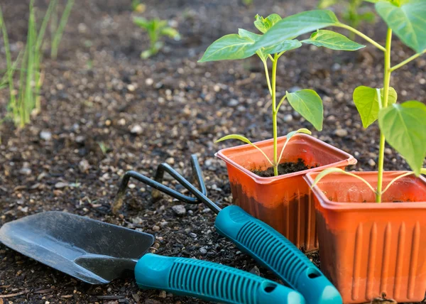 Sadzenia warzyw w ogrodzie — Zdjęcie stockowe