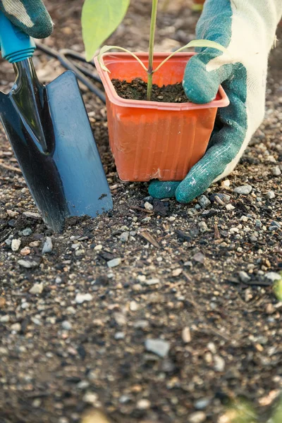 Plantaardige aanplant in de tuin — Stockfoto