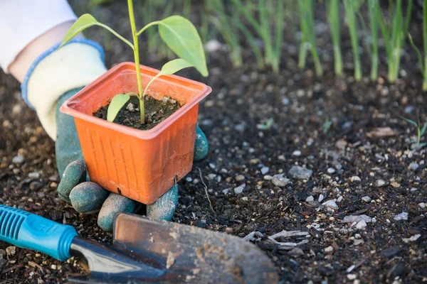 Planting vegetable in garden — Stock Photo, Image