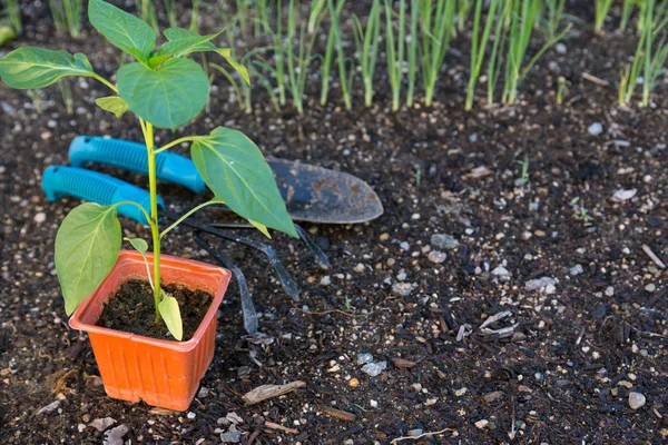 Plantaardige aanplant in de tuin — Stockfoto