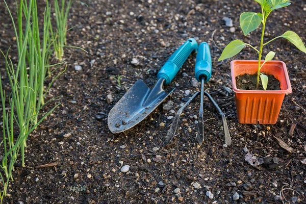 Plantación de vegetales en el jardín —  Fotos de Stock