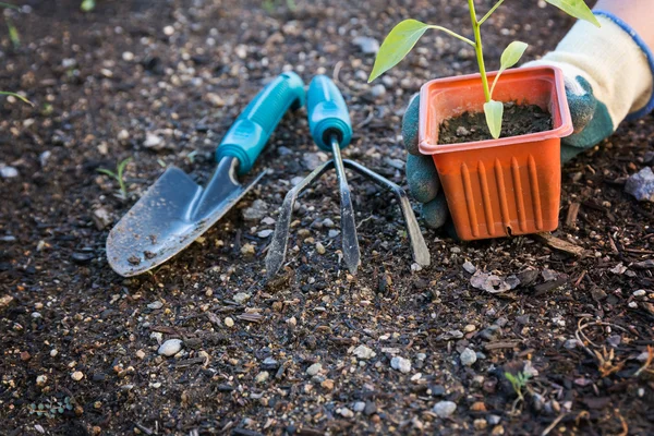 Plantaardige aanplant in de tuin — Stockfoto