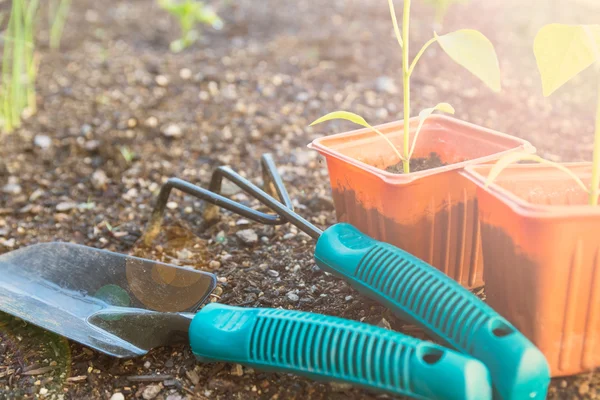 Plantation de légumes dans le jardin — Photo