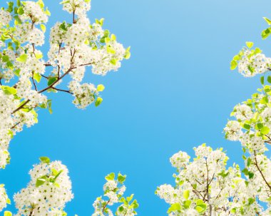 Bahar Çiçeği Arkaplanı