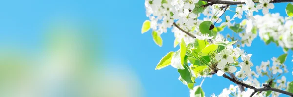 Sfondo fiore di primavera — Foto Stock