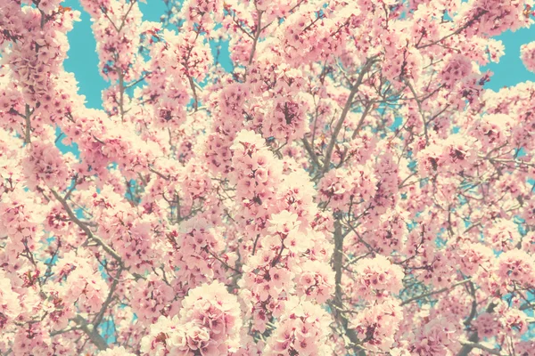 Spring blossom background — Stock Photo, Image