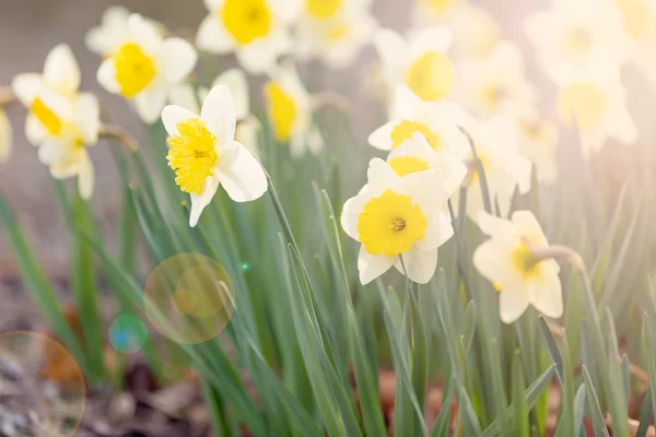 Fiore di narciso primaverile — Foto Stock