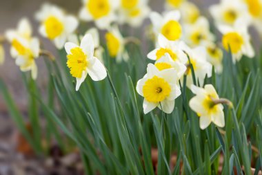 Bahar nergis çiçeği