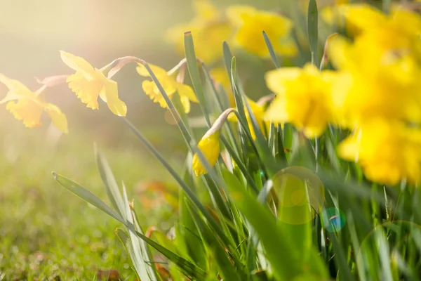 Primavera narciso flor — Foto de Stock