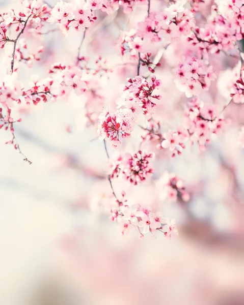 Flor de árvore de primavera — Fotografia de Stock