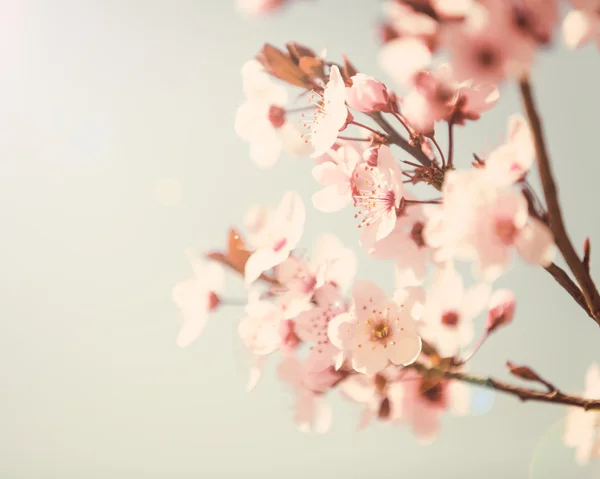 Jarní strom květy — Stock fotografie