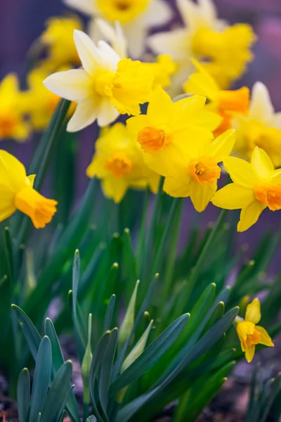 Primavera primeiras flores — Fotografia de Stock