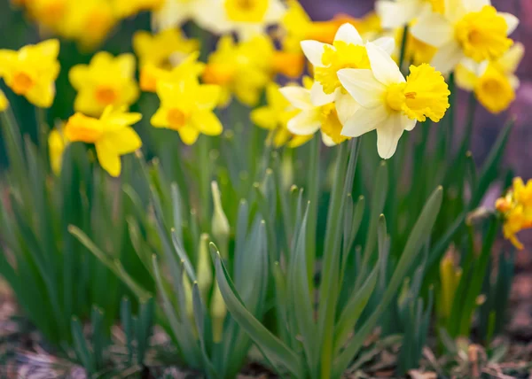 Primavera primeras flores — Foto de Stock