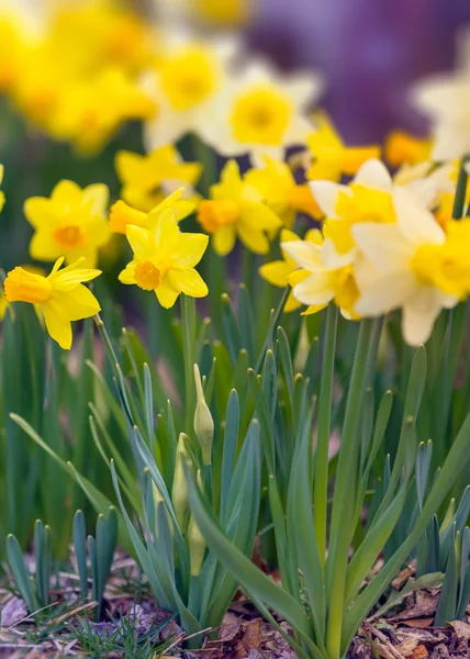 Primavera primi fiori — Foto Stock