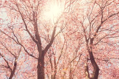 Bahar ağacı çiçeği