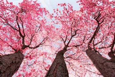 Bahar ağacı çiçeği