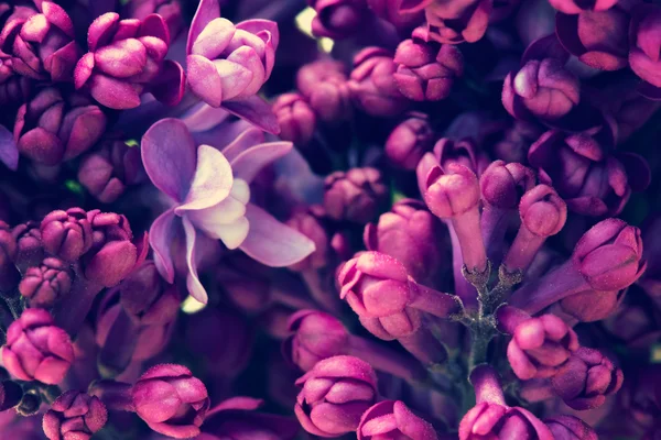 Fond fleurs de lilas — Photo