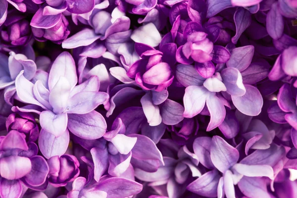 Flieder Blumen Hintergrund — Stockfoto