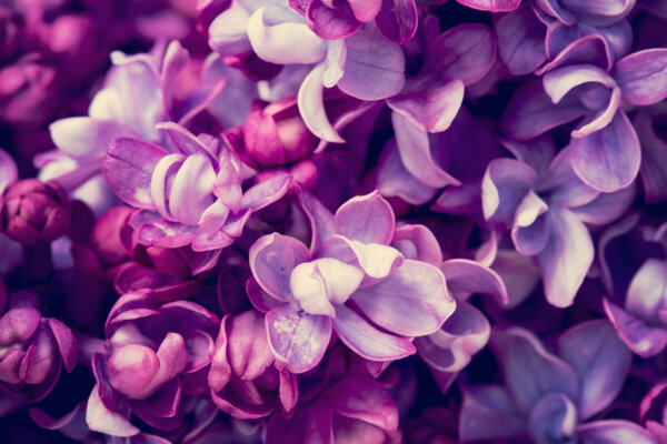 Lilac flowers background