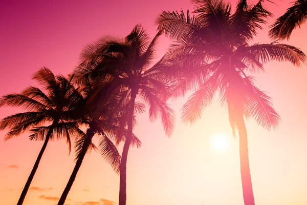 Coucher de soleil tropical fond — Photo