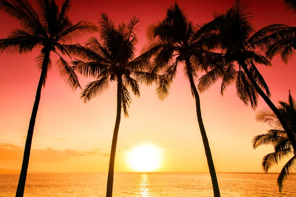 Tropical sunset background — Stock Photo, Image