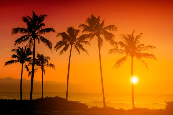 热带日落背景 — 图库照片