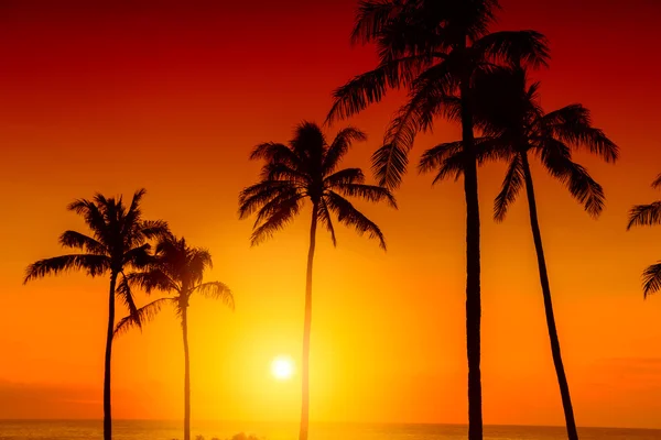 Tropical por do sol fundo — Fotografia de Stock
