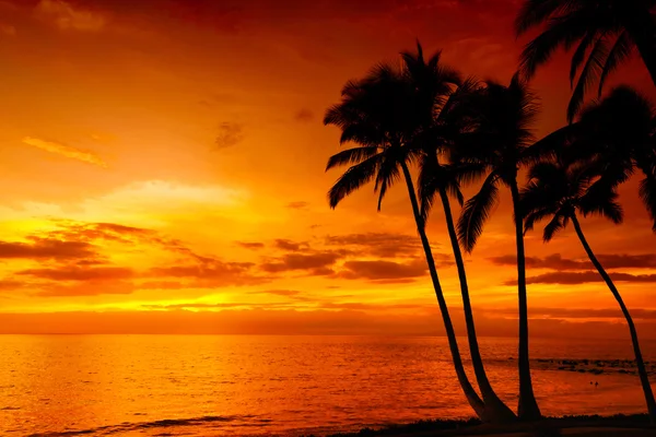 Coucher de soleil tropical fond — Photo