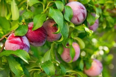 Erik ağacı yakın çekim
