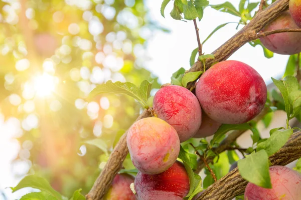 Szilvafa gyümölcsökkel — Stock Fotó