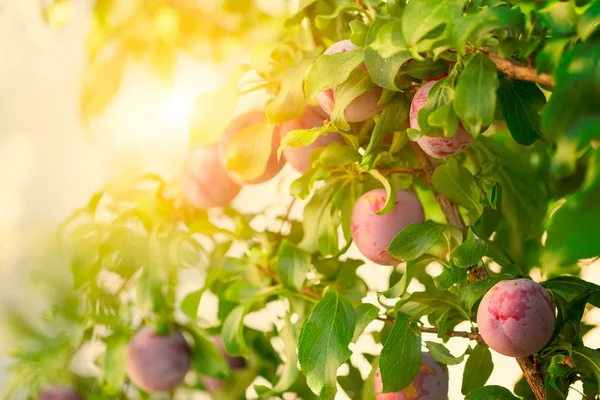 Szilvafa gyümölcsökkel — Stock Fotó