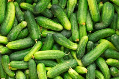 Taze çekilmiş salatalık