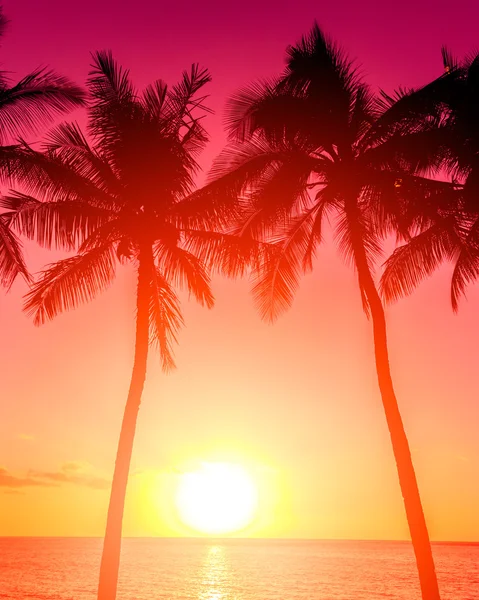 Pôr-do-sol tropical — Fotografia de Stock