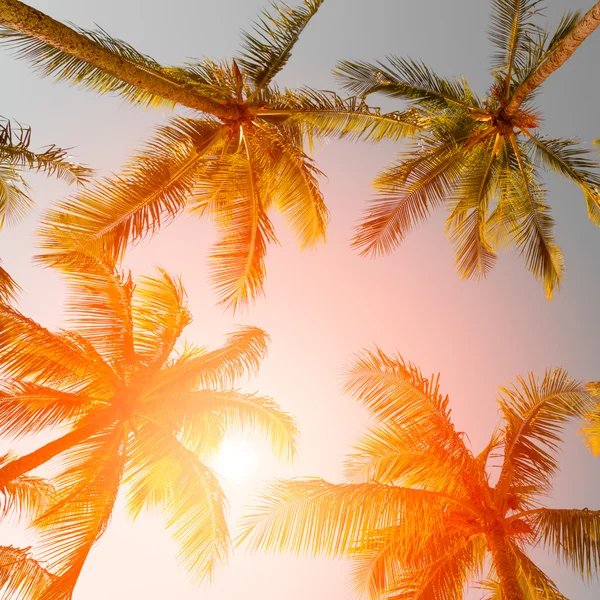 Tropical beach sunset — Stock Photo, Image