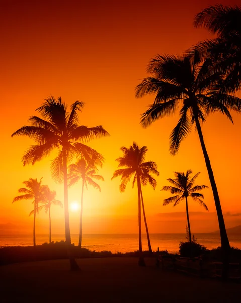 Tropical beach sunset — Stock Photo, Image