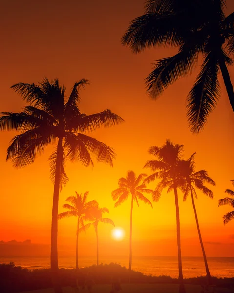 Tropical beach sunset Royalty Free Stock Images