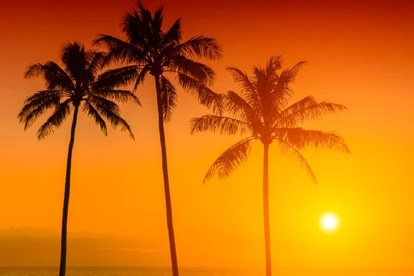 Pôr-do-sol tropical — Fotografia de Stock