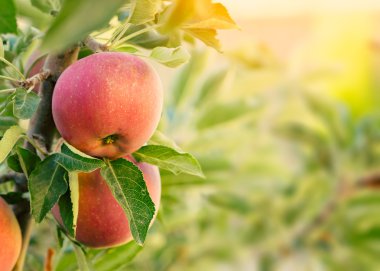 Kırmızı elmalı elma ağacı