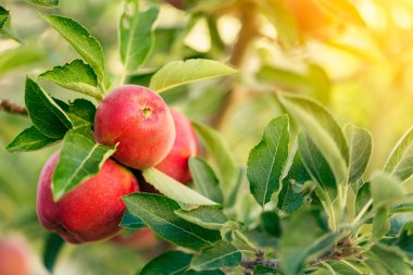 Kırmızı elmalı elma ağacı