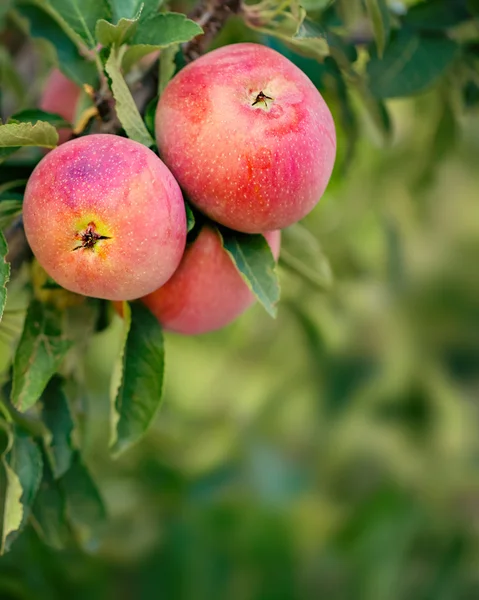 Almafa vörös almával — Stock Fotó