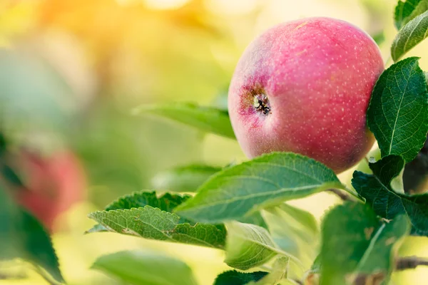 빨간 사과가 달린 사과 나무 — 스톡 사진